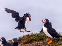Puffin Viewing Site